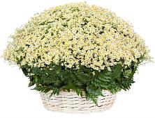 Цветочная композиция из Ромашки в корзине #REPLACE_PRED# Левашах